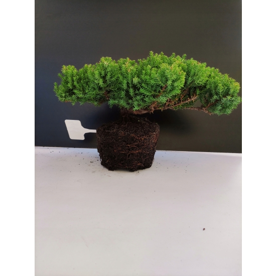 Żywe Drzewko Bonsai Jałowiec Rozesłany Procumbens 10-letni +GRATIS 444