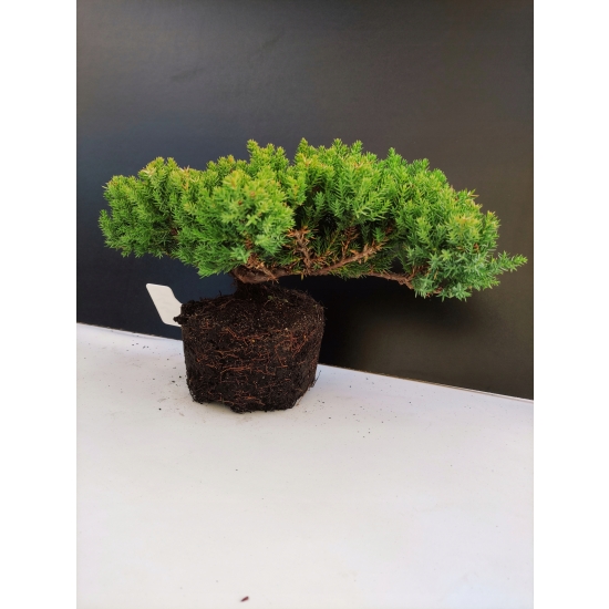 Żywe Drzewko Bonsai Jałowiec Rozesłany Procumbens 10-letni +GRATIS 444