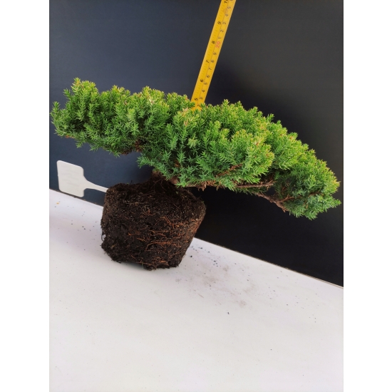 Żywe Drzewko Bonsai Jałowiec Rozesłany Procumbens 10-letni +GRATIS 444