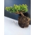 Żywe Drzewko Bonsai Jałowiec Rozesłany Procumbens 10-letni +GRATIS 458