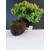 Żywe Drzewko Bonsai Jałowiec Rozesłany Procumbens 10-letni +GRATIS 458