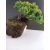 Żywe Drzewko Bonsai Jałowiec Rozesłany Procumbens 10-letni +GRATIS 458