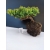 Żywe Drzewko Bonsai Jałowiec Rozesłany Procumbens 10-letni +GRATIS 458