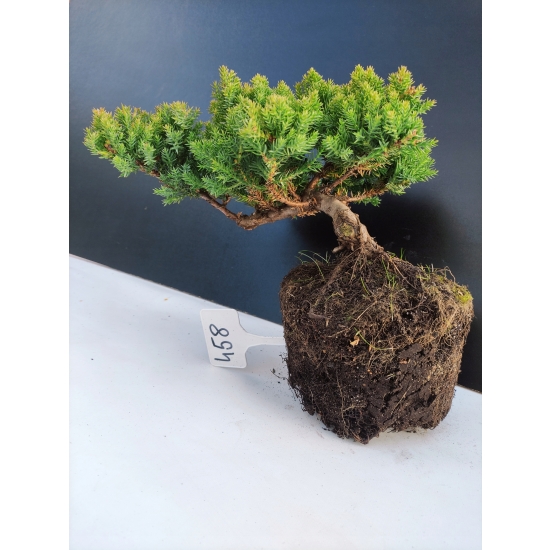 Żywe Drzewko Bonsai Jałowiec Rozesłany Procumbens 10-letni +GRATIS 458