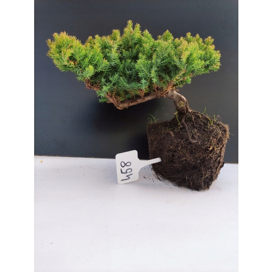 Żywe Drzewko Bonsai Jałowiec Rozesłany Procumbens 10-letni +GRATIS 458