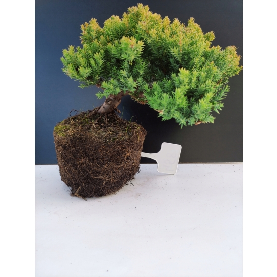 Żywe Drzewko Bonsai Jałowiec Rozesłany Procumbens 10-letni +GRATIS 458