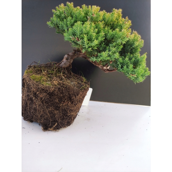 Żywe Drzewko Bonsai Jałowiec Rozesłany Procumbens 10-letni +GRATIS 458