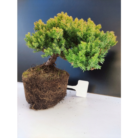 Żywe Drzewko Bonsai Jałowiec Rozesłany Procumbens 10-letni +GRATIS 458