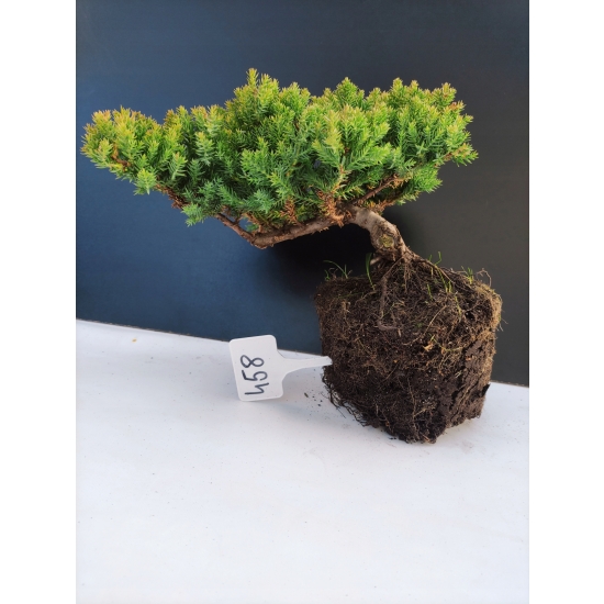Żywe Drzewko Bonsai Jałowiec Rozesłany Procumbens 10-letni +GRATIS 458