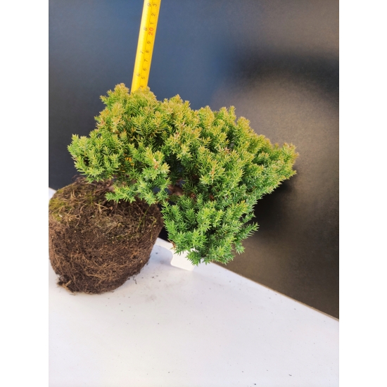 Żywe Drzewko Bonsai Jałowiec Rozesłany Procumbens 10-letni +GRATIS 458