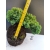 Żywe Drzewko Bonsai Jałowiec Rozesłany Procumbens 10-letni +GRATIS 443