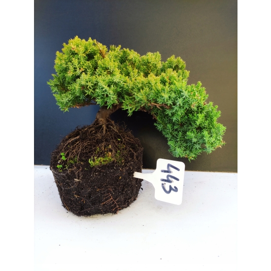 Żywe Drzewko Bonsai Jałowiec Rozesłany Procumbens 10-letni +GRATIS 443