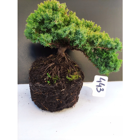 Żywe Drzewko Bonsai Jałowiec Rozesłany Procumbens 10-letni +GRATIS 443