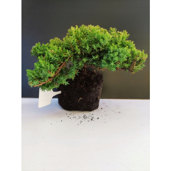 Żywe Drzewko Bonsai Jałowiec Rozesłany Procumbens 10-letni +GRATIS 443