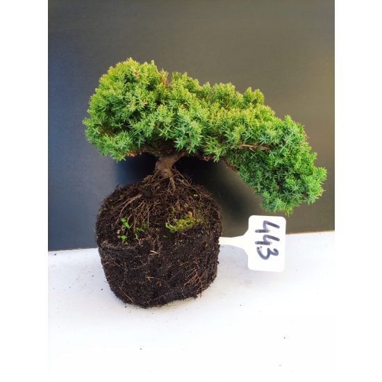 Żywe Drzewko Bonsai Jałowiec Rozesłany Procumbens 10-letni +GRATIS 443