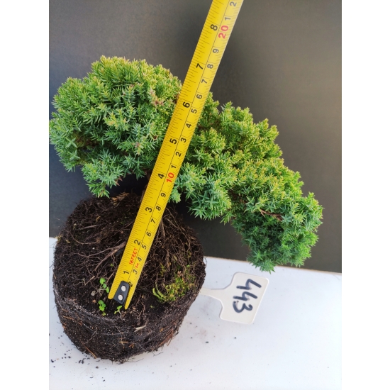 Żywe Drzewko Bonsai Jałowiec Rozesłany Procumbens 10-letni +GRATIS 443