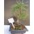 Żywe Drzewko Bonsai Sosna Czarna Pinus Nigra 10-letni na PREZENT 313