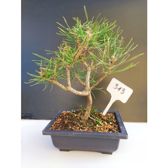 Żywe Drzewko Bonsai Sosna Czarna Pinus Nigra 10-letni na PREZENT 313