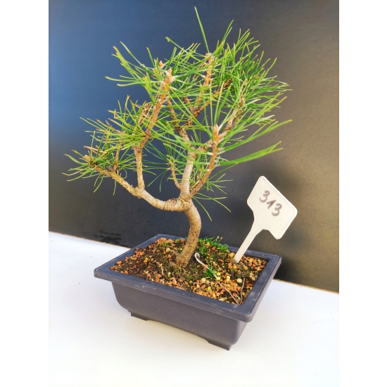 Żywe Drzewko Bonsai Sosna Czarna Pinus Nigra 10-letni na PREZENT 313