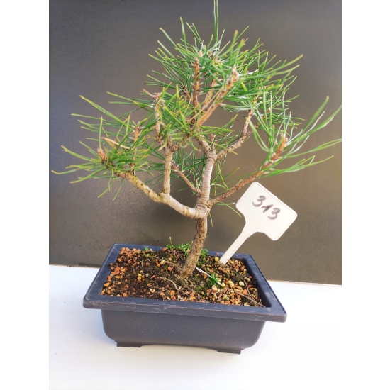 Żywe Drzewko Bonsai Sosna Czarna Pinus Nigra 10-letni na PREZENT 313