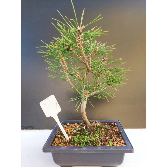Żywe Drzewko Bonsai Sosna Czarna Pinus Nigra 10-letni na PREZENT 313