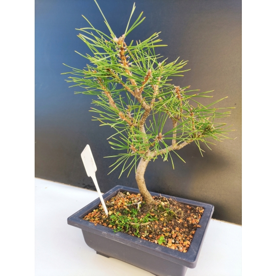 Żywe Drzewko Bonsai Sosna Czarna Pinus Nigra 10-letni na PREZENT 313