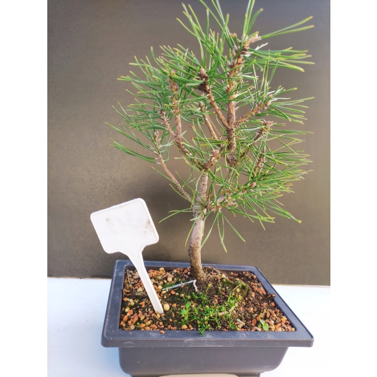 Żywe Drzewko Bonsai Sosna Czarna Pinus Nigra 10-letni na PREZENT 313