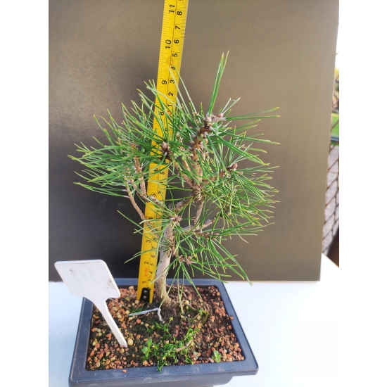 Żywe Drzewko Bonsai Sosna Czarna Pinus Nigra 10-letni na PREZENT 313