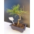 Żywe Drzewko Bonsai Sosna Czarna Pinus Nigra 10-letni na PREZENT 319
