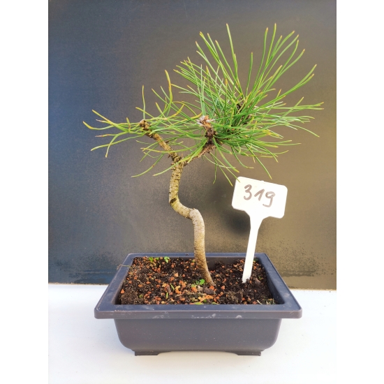 Żywe Drzewko Bonsai Sosna Czarna Pinus Nigra 10-letni na PREZENT 319