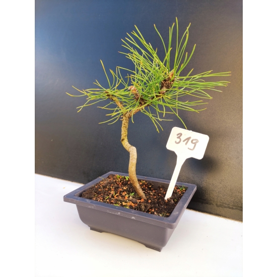 Żywe Drzewko Bonsai Sosna Czarna Pinus Nigra 10-letni na PREZENT 319