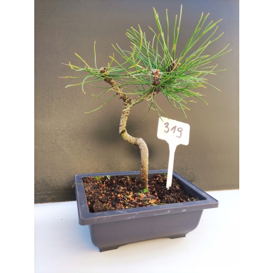 Żywe Drzewko Bonsai Sosna Czarna Pinus Nigra 10-letni na PREZENT 319
