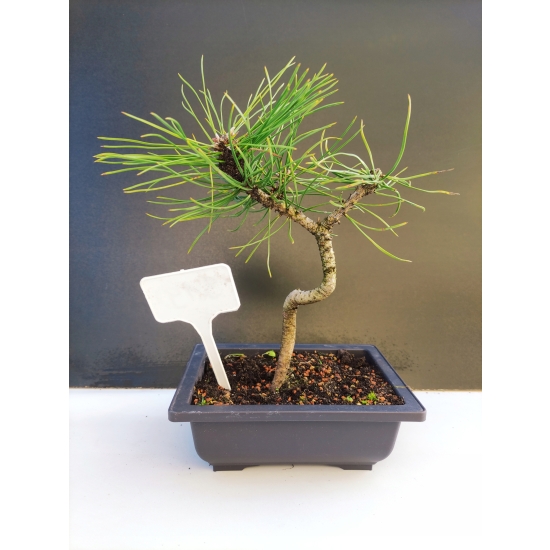 Żywe Drzewko Bonsai Sosna Czarna Pinus Nigra 10-letni na PREZENT 319