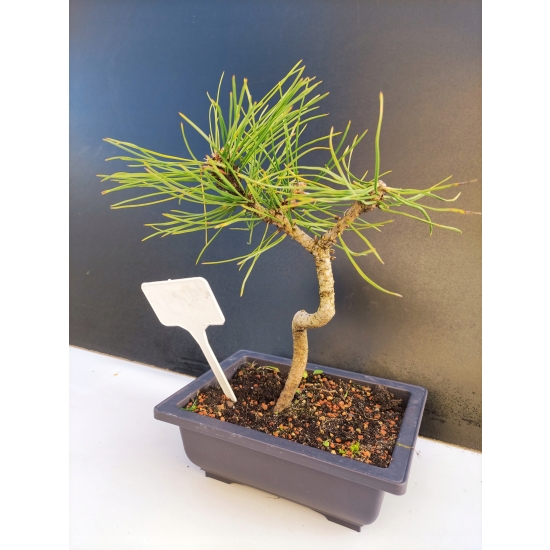 Żywe Drzewko Bonsai Sosna Czarna Pinus Nigra 10-letni na PREZENT 319