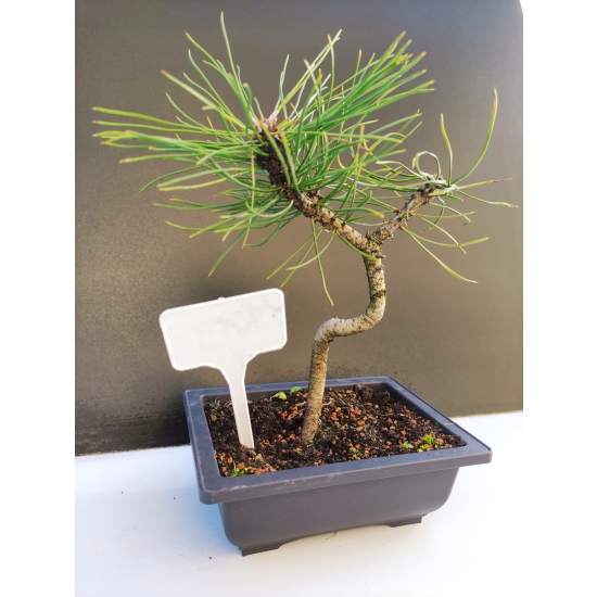 Żywe Drzewko Bonsai Sosna Czarna Pinus Nigra 10-letni na PREZENT 319
