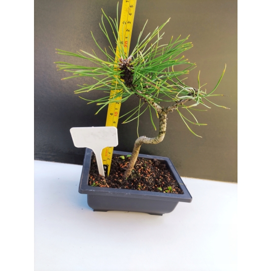 Żywe Drzewko Bonsai Sosna Czarna Pinus Nigra 10-letni na PREZENT 319