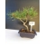 Żywe Drzewko Bonsai Sosna Czarna Pinus Nigra 10-letni na PREZENT 315