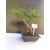 Żywe Drzewko Bonsai Sosna Czarna Pinus Nigra 10-letni na PREZENT 315