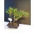 Żywe Drzewko Bonsai Sosna Czarna Pinus Nigra 10-letni na PREZENT 315