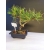 Żywe Drzewko Bonsai Sosna Czarna Pinus Nigra 10-letni na PREZENT 315
