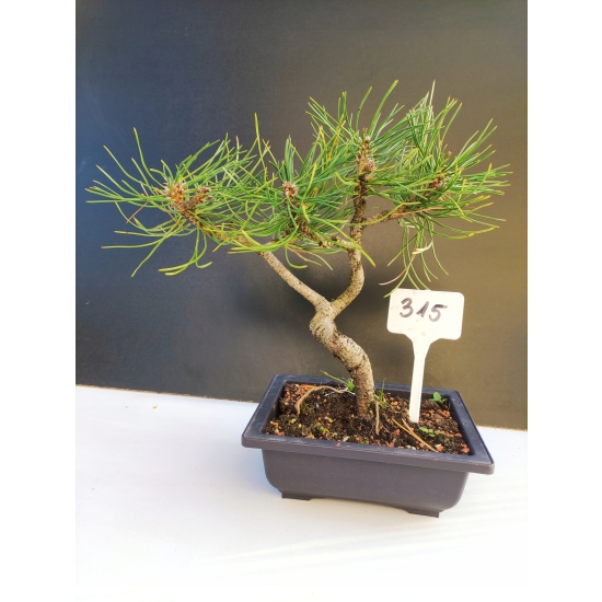 Żywe Drzewko Bonsai Sosna Czarna Pinus Nigra 10-letni na PREZENT 315