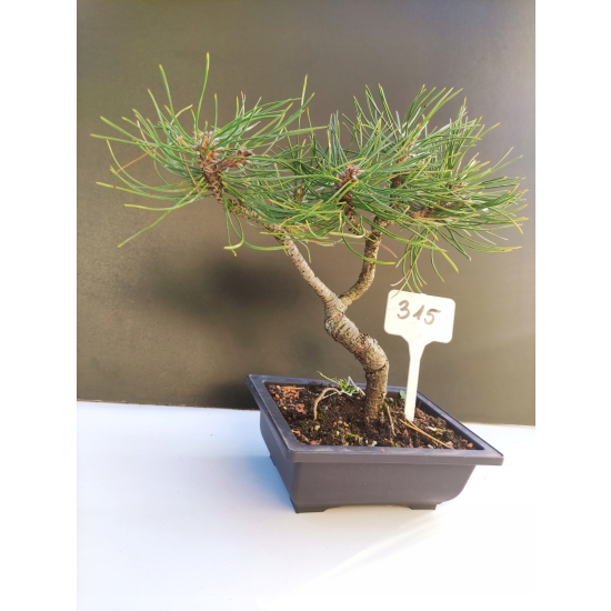 Żywe Drzewko Bonsai Sosna Czarna Pinus Nigra 10-letni na PREZENT 315