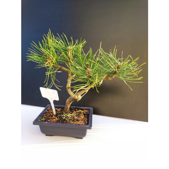 Żywe Drzewko Bonsai Sosna Czarna Pinus Nigra 10-letni na PREZENT 315