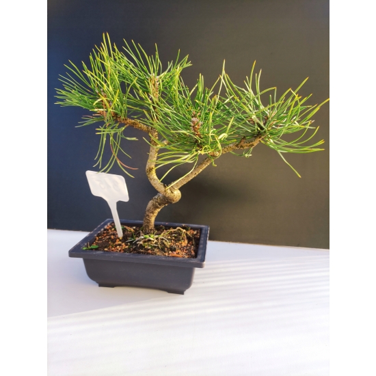 Żywe Drzewko Bonsai Sosna Czarna Pinus Nigra 10-letni na PREZENT 315