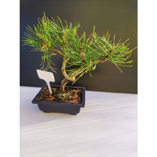 Żywe Drzewko Bonsai Sosna Czarna Pinus Nigra 10-letni na PREZENT 315
