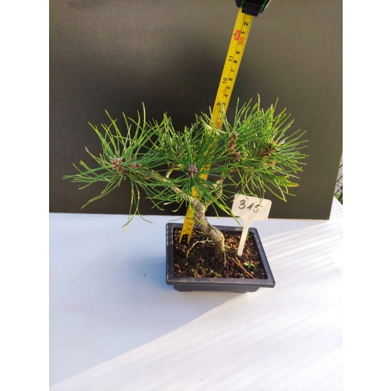 Żywe Drzewko Bonsai Sosna Czarna Pinus Nigra 10-letni na PREZENT 315