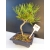 Żywe Drzewko Bonsai Sosna Czarna Pinus Nigra 10-letni na PREZENT 317