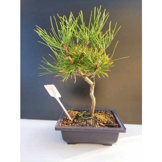 Żywe Drzewko Bonsai Sosna Czarna Pinus Nigra 10-letni na PREZENT 317