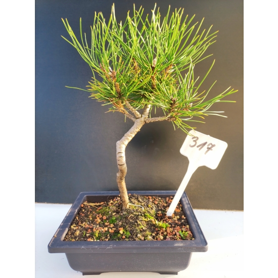 Żywe Drzewko Bonsai Sosna Czarna Pinus Nigra 10-letni na PREZENT 317