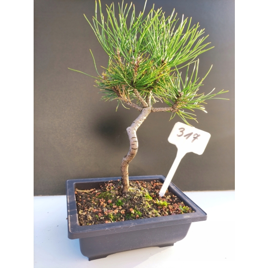 Żywe Drzewko Bonsai Sosna Czarna Pinus Nigra 10-letni na PREZENT 317